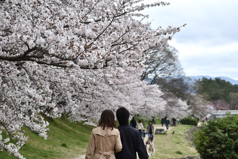 春の京都の見どころ_鴨川サイクリング_桜の名所たる賀茂川