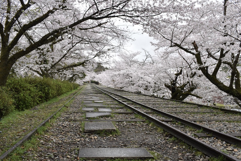 春の京都の名所観光_蹴上インクライン_桜の見どころ_インスタ映えなフォトスポット