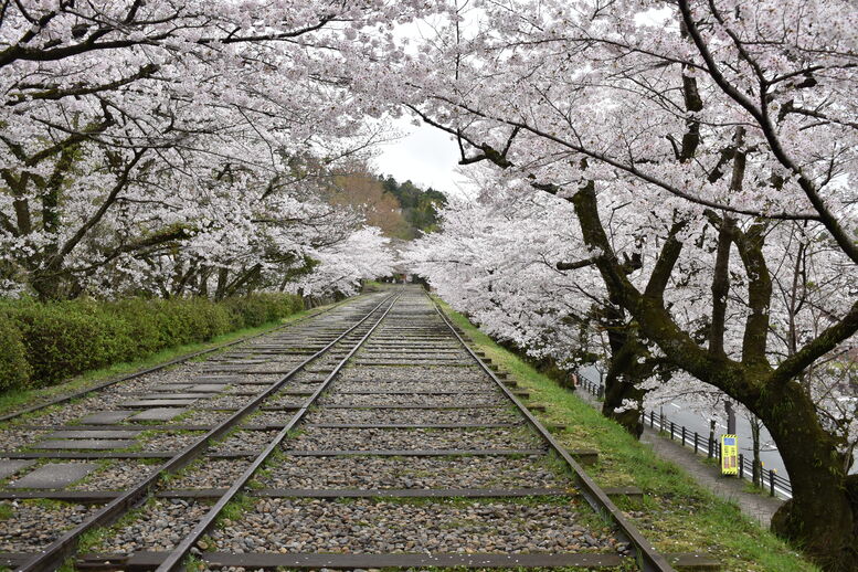 春の京都の名所観光_蹴上インクライン_桜の見どころ_インスタ映えなフォトスポット