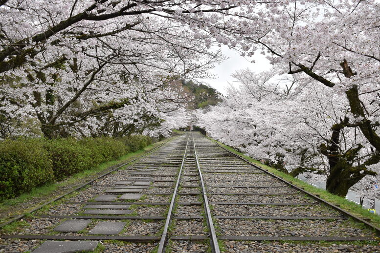 春の京都の名所観光_蹴上インクライン_桜の見どころ_インスタ映えなフォトスポット