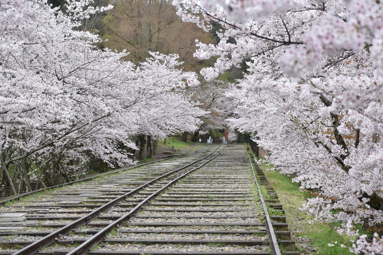 春の京都の名所観光_蹴上インクライン_桜の見どころ_インスタ映えなフォトスポット