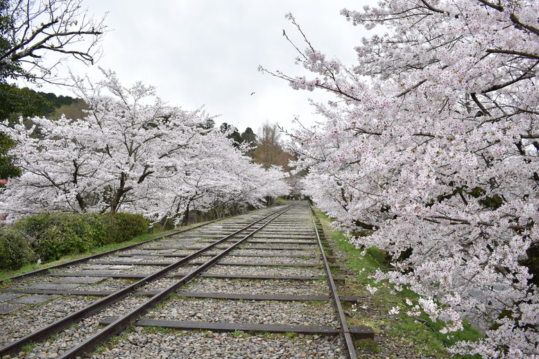 春の京都の名所観光_蹴上インクライン_桜の見どころ_インスタ映えなフォトスポット