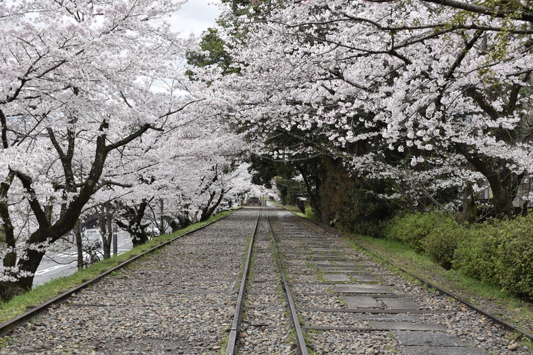 春の京都の名所観光_蹴上インクライン_桜の見どころ_インスタ映えなフォトスポット