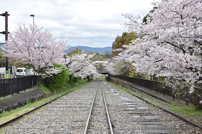 春の京都の名所観光_蹴上インクライン_桜の見どころ_インスタ映えなフォトスポット