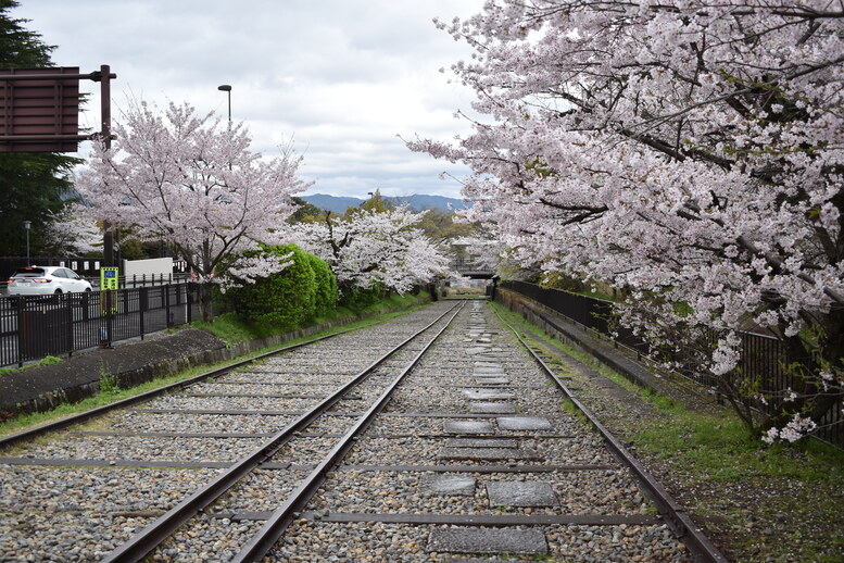 春の京都の名所観光_蹴上インクライン_桜の見どころ_インスタ映えなフォトスポット