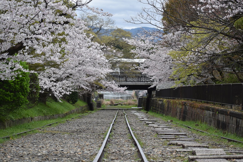 春の京都の名所観光_蹴上インクライン_桜の見どころ_インスタ映えなフォトスポット