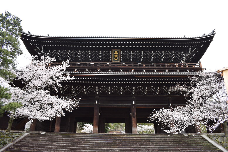 春の京都の名所観光_知恩院_桜の見どころ