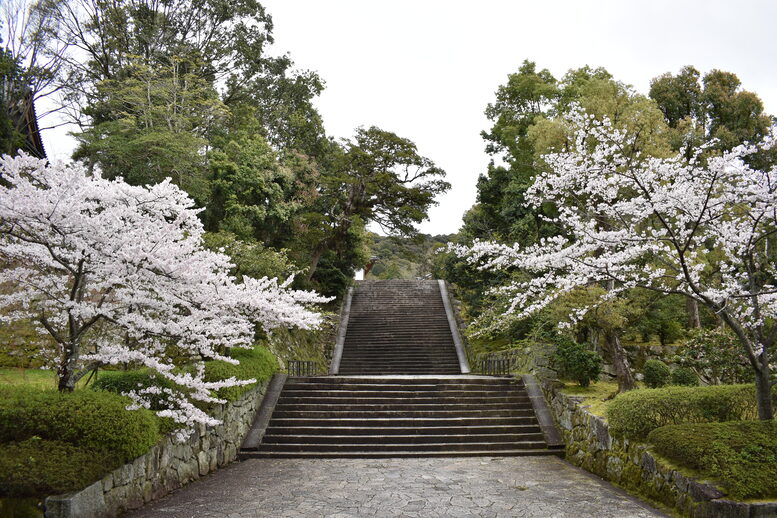 春の京都の名所観光_知恩院_桜の見どころ