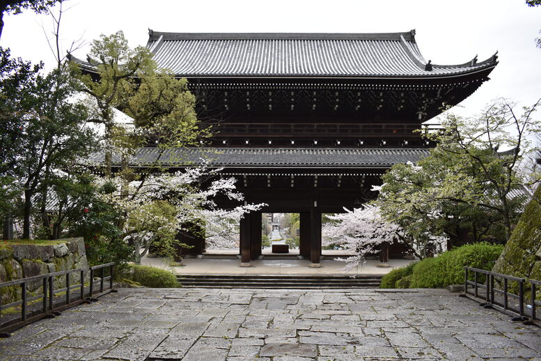 春の京都の名所観光_知恩院_桜の見どころ