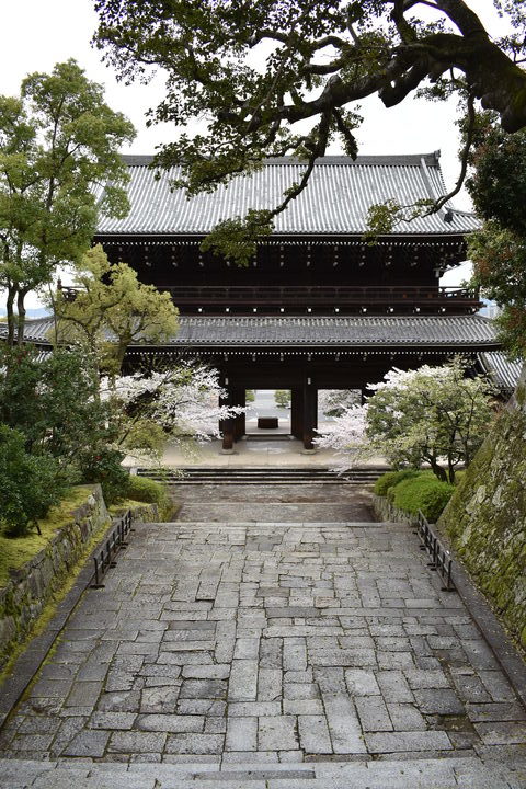 春の京都の名所観光_知恩院_桜の見どころ