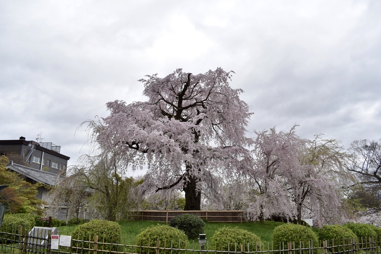 春の京都の見どころ_円山公園_桜の名所観光_祇園の夜桜