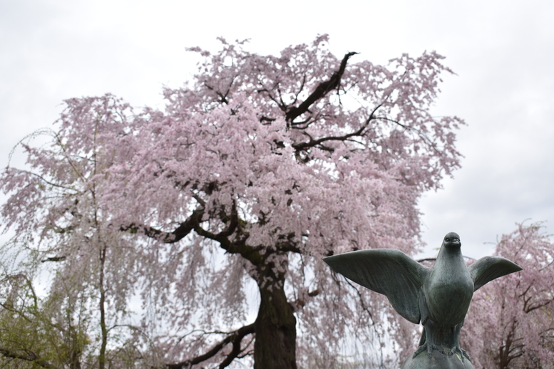 春の京都の見どころ_円山公園_桜の名所観光_祇園の夜桜