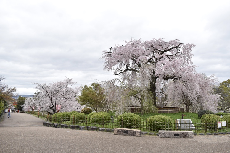 春の京都の見どころ_円山公園_桜の名所観光_祇園の夜桜