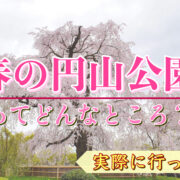 【京都ひとり旅】春の円山公園へ桜を見に行ってみた！見どころ・観光コースの参考にどうぞ！
