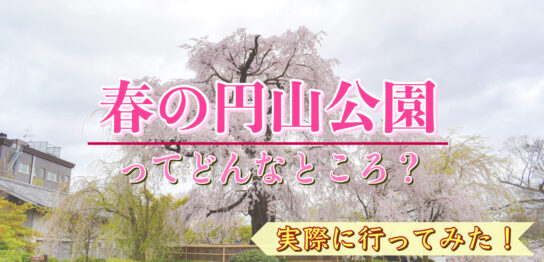 【京都ひとり旅】春の円山公園へ桜を見に行ってみた！見どころ・観光コースの参考にどうぞ！