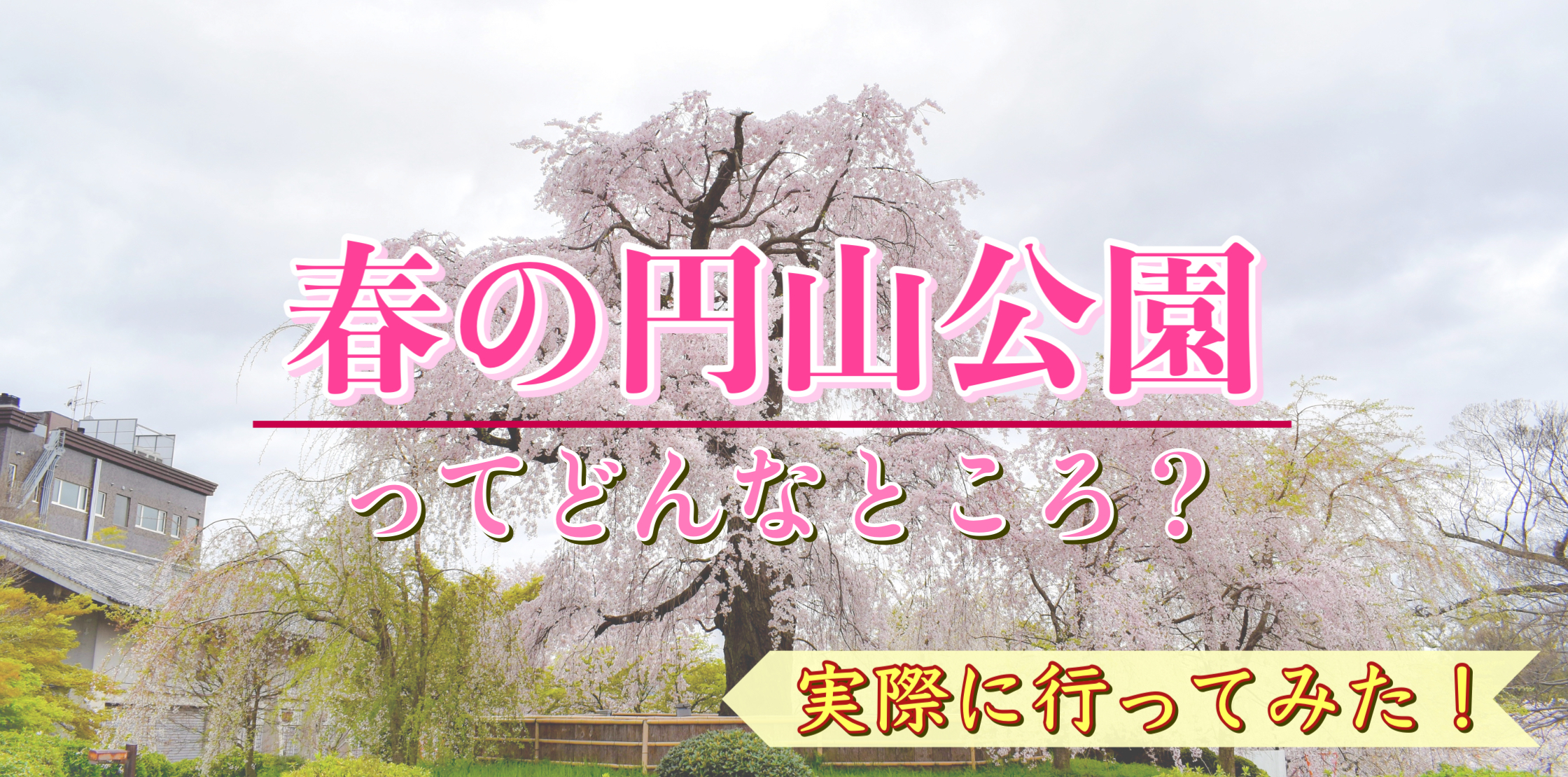 【京都ひとり旅】春の円山公園へ桜を見に行ってみた！見どころ・観光コースの参考にどうぞ！