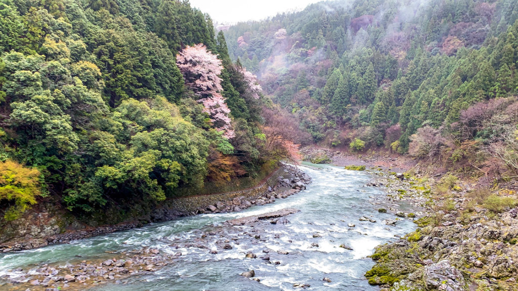 春の京都の見どころ_嵐山の名所_嵯峨野トロッコ列車と桜