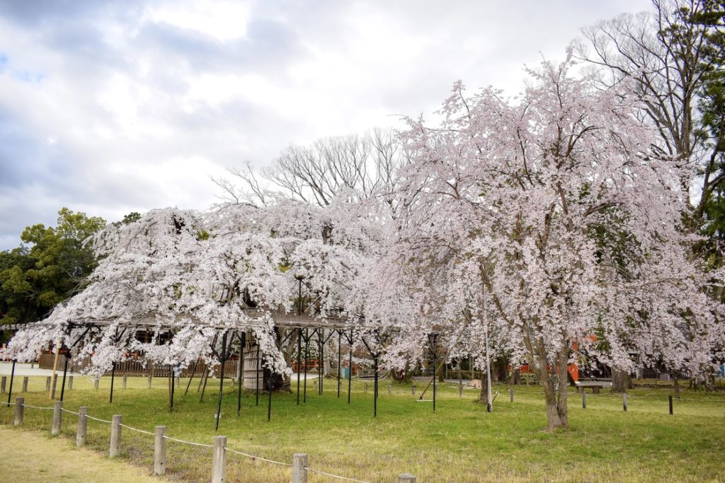 春の京都の見どころ_上賀茂神社_桜の名所