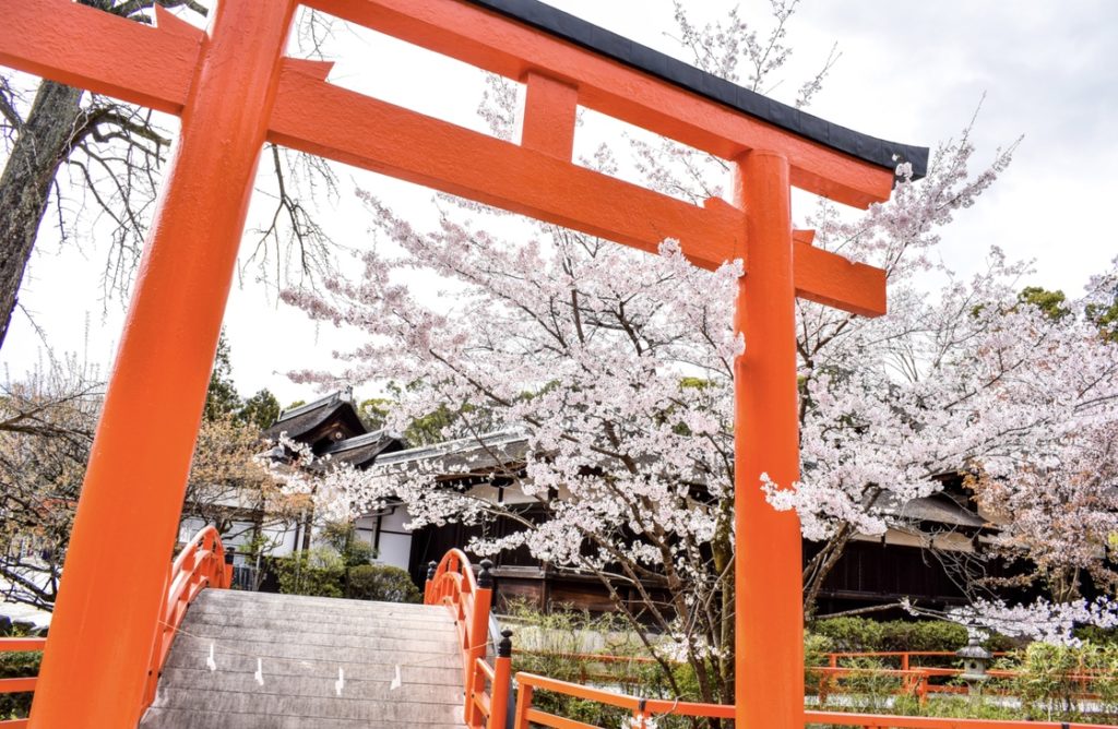 春の京都の見どころ_下鴨神社の桜