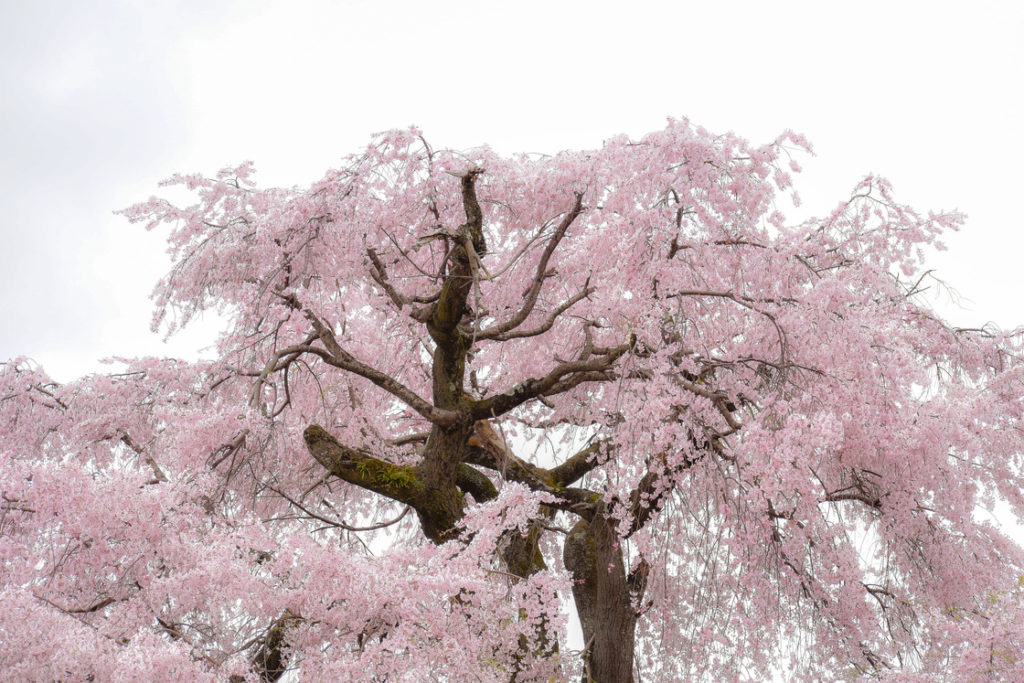 春の京都の名所観光_円山公園の桜_祇園の夜桜