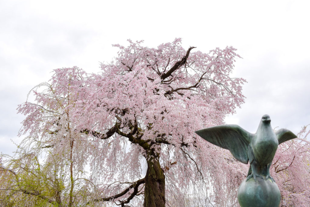 春の京都の見どころ_円山公園_桜の名所観光_祇園の夜桜