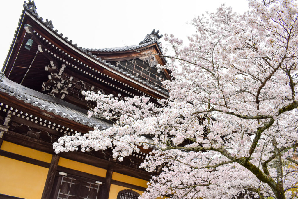 春の京都の名所観光_南禅寺_方丈と桜