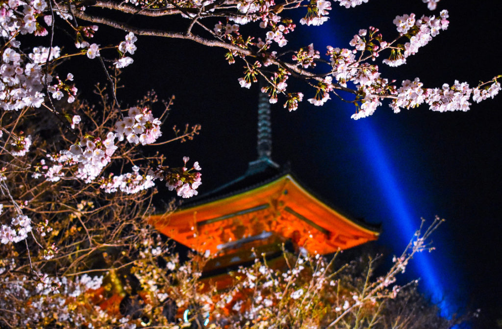 春の京都の名所観光_清水寺とライトアップ夜桜