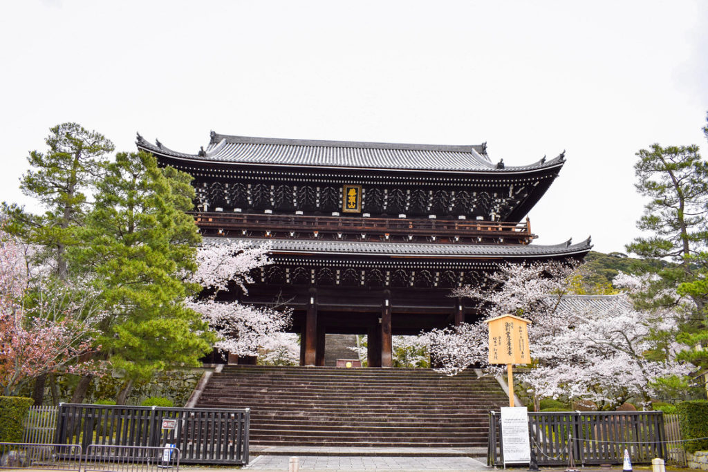 春の京都の名所観光_知恩院_桜の見どころ