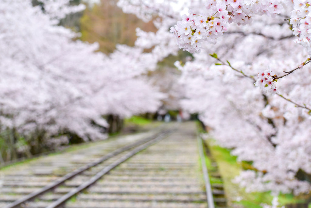 春の京都の名所観光_蹴上インクライン_桜の見どころ_インスタ映えなフォトスポット