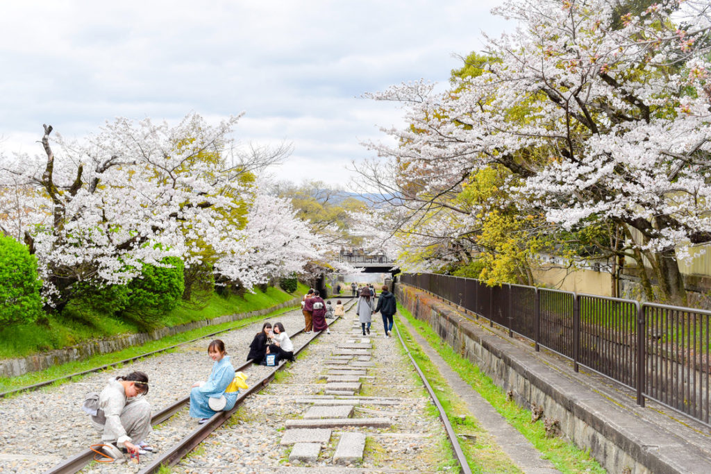 春の京都の名所観光_蹴上インクライン_桜の見どころ