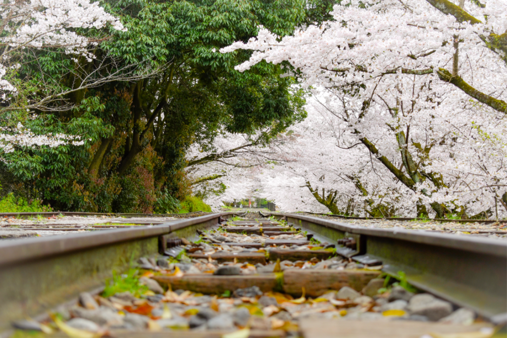 春の京都の名所観光_蹴上インクライン_桜の見どころ_インスタ映えなフォトスポット