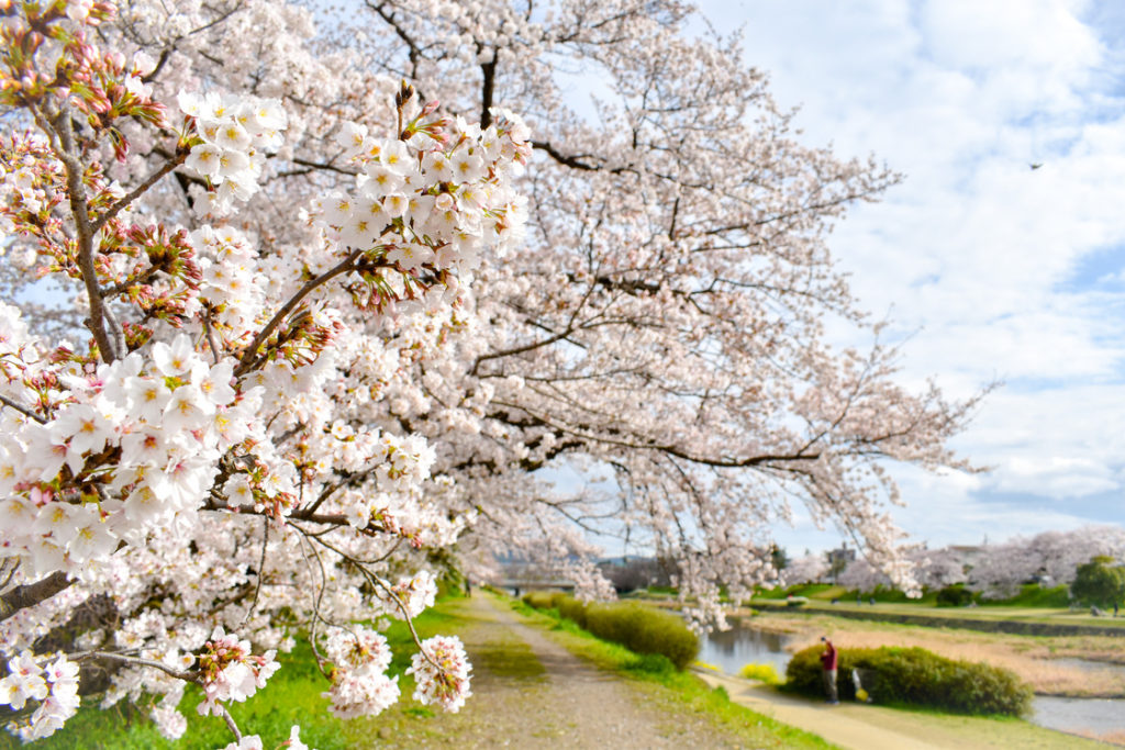 春の京都の見どころ_鴨川サイクリング_桜並木の名所