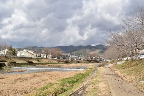 古都・京都の冬の自然_鴨川と賀茂川