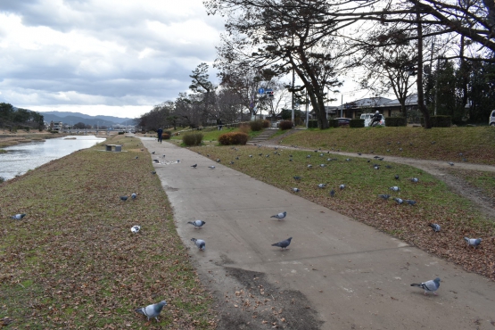 古都・京都の冬の自然_鴨川と賀茂川