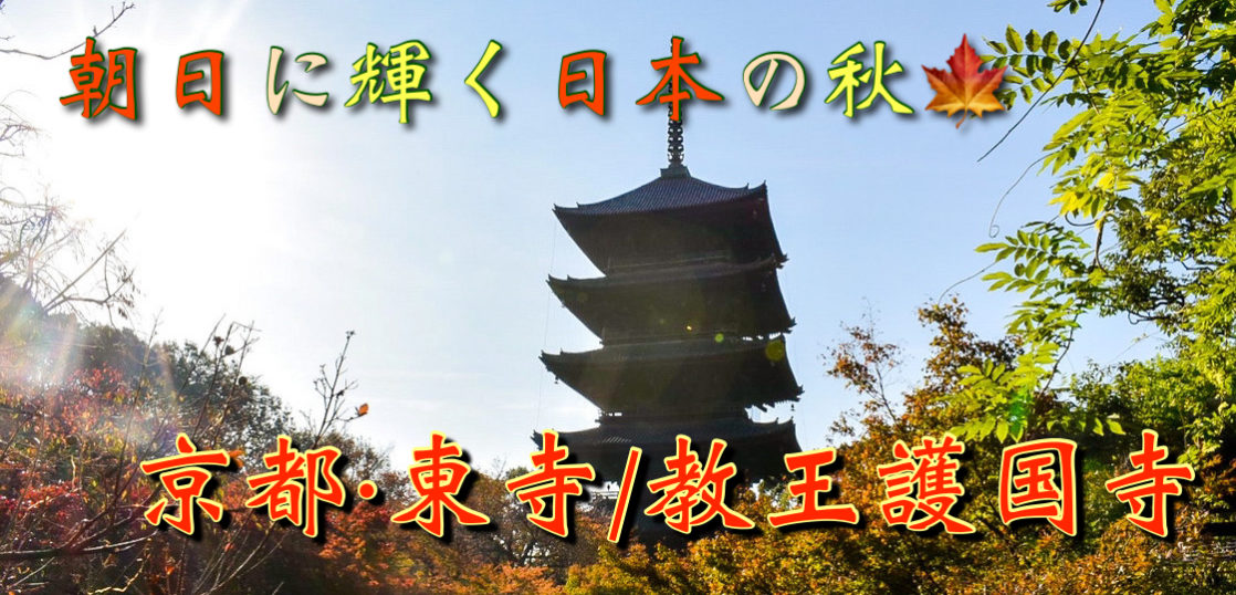 京都紅葉21 東寺の秋の魅力を大紹介 近年話題の観光名所です 旅狼どっとこむ 京都紅葉21 東寺の秋の魅力を大紹介 近年話題の観光名所です 旅狼どっとこむ