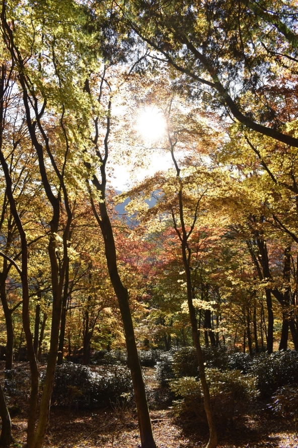 三峯神社_紅葉と木漏れ日