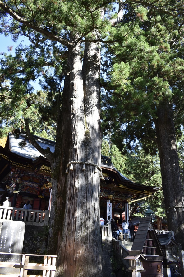 三峯神社_御神木