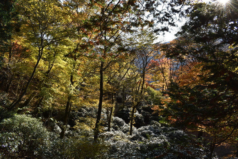 三峯神社_紅葉