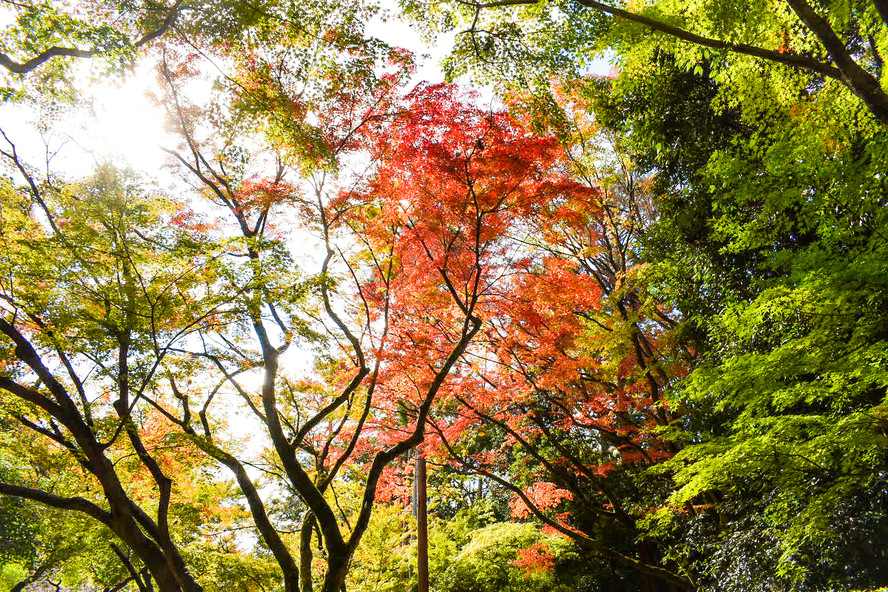北野天満宮_もみじ苑の紅葉