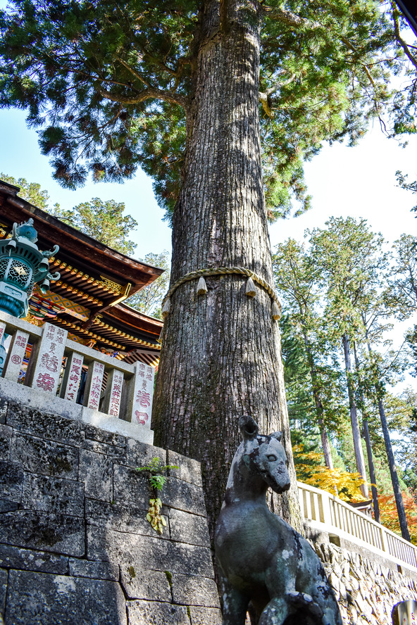 三峯神社_御神木と狼