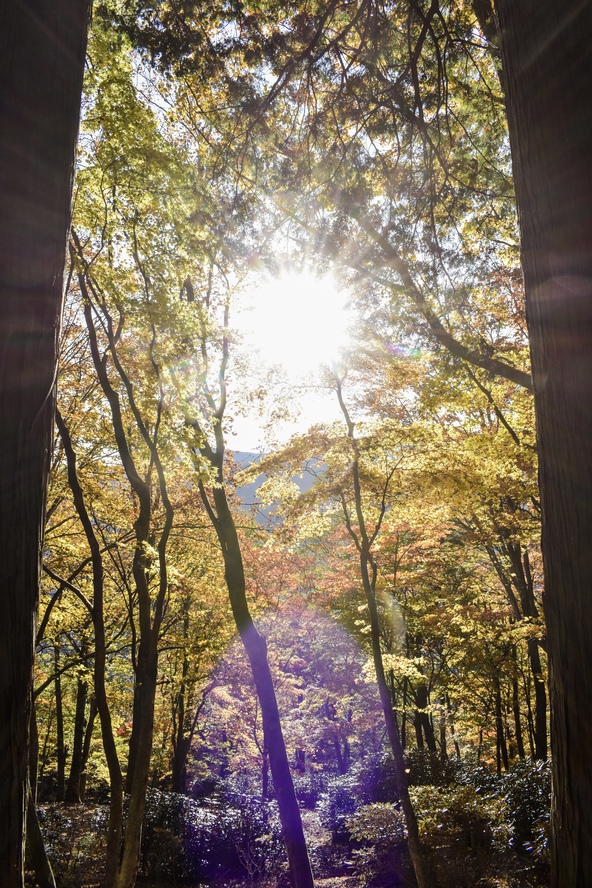 三峯神社_紅葉とレンズフレア
