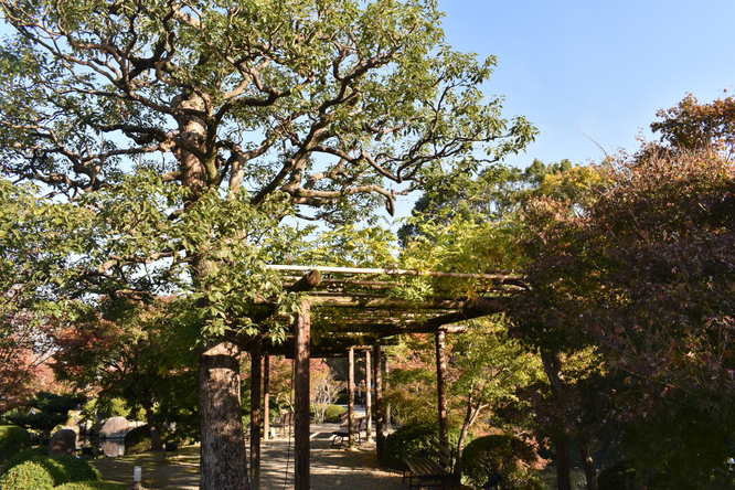 紅葉の東大寺_朝日と庭園