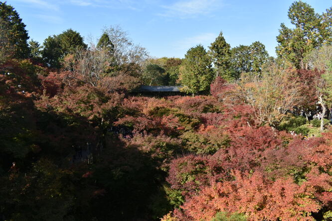 東福寺_通天橋からの紅葉絨毯
