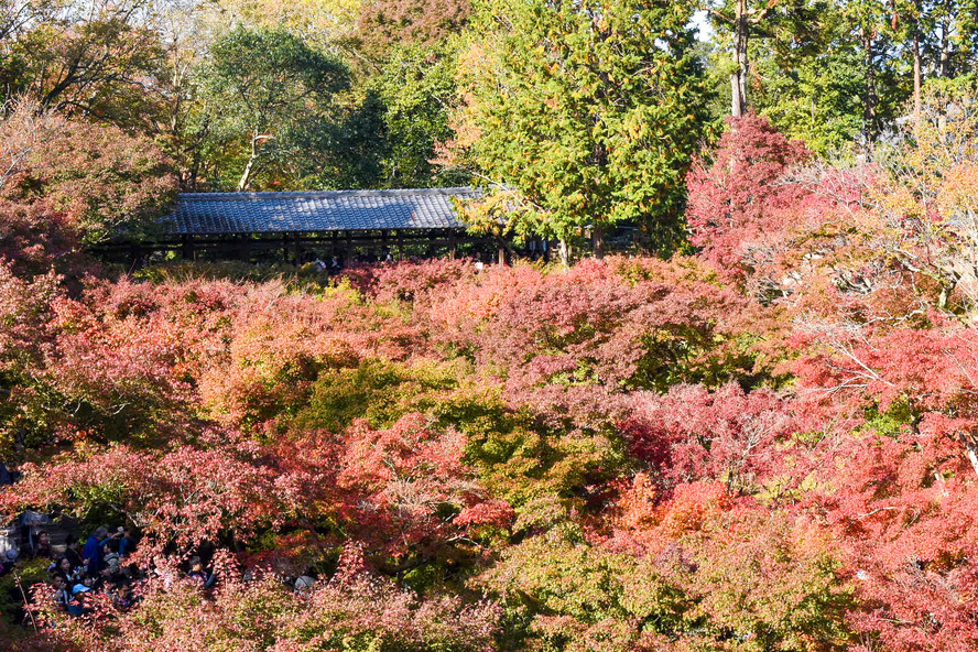 東福寺_通天橋から眺める臥雲橋と紅葉