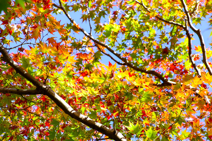 北野天満宮_もみじ苑の"煉獄"紅葉