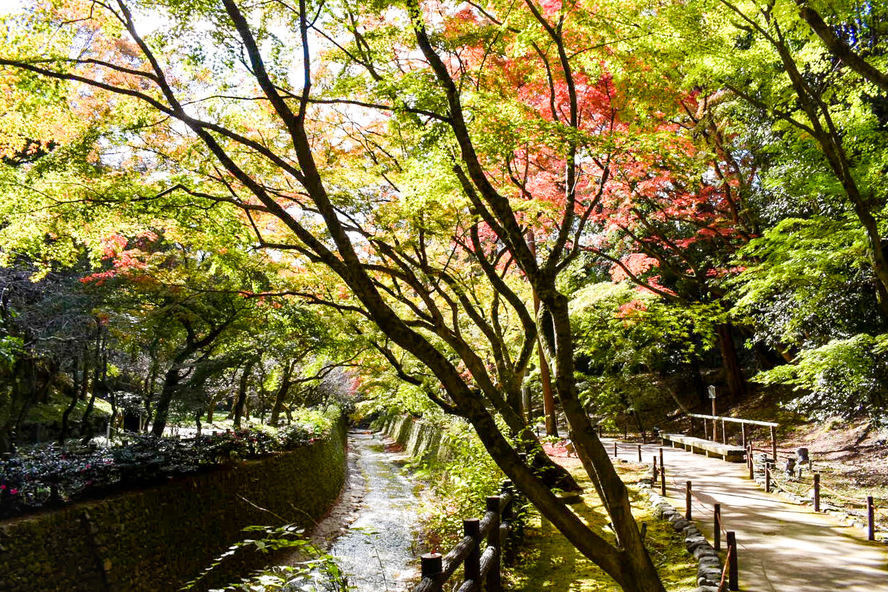 北野天満宮_御土居・もみじ苑の紅葉