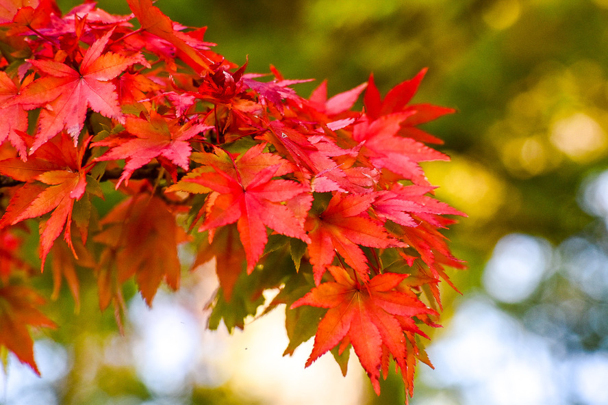 北野天満宮_もみじ苑の紅葉