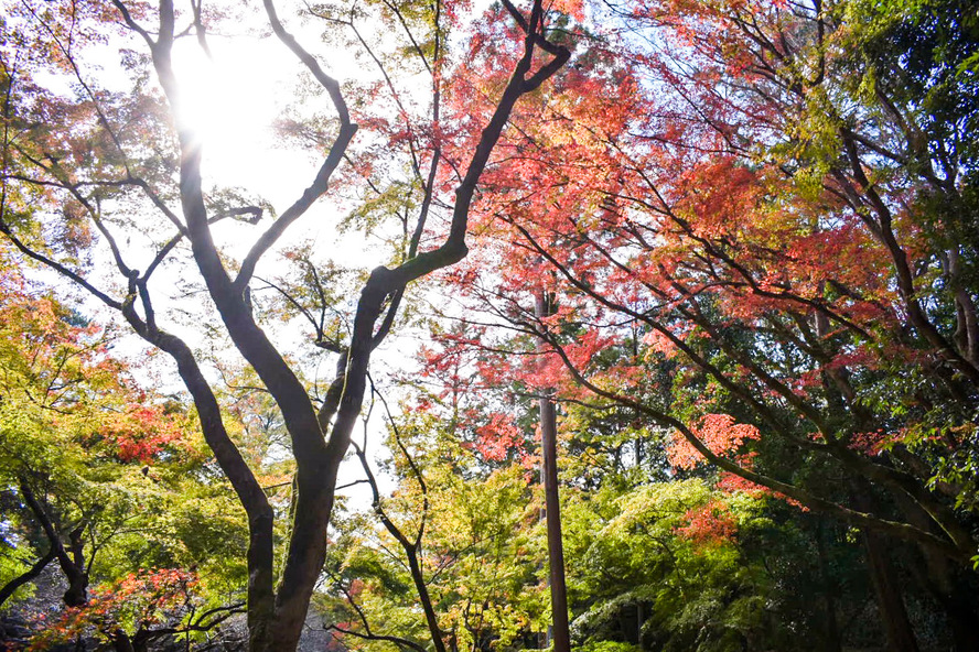 北野天満宮_もみじ苑の紅葉と美しい空