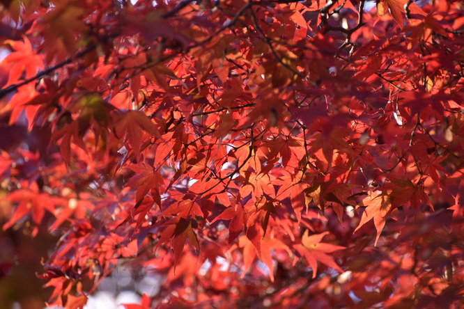 秋の南禅寺_もみじの紅葉