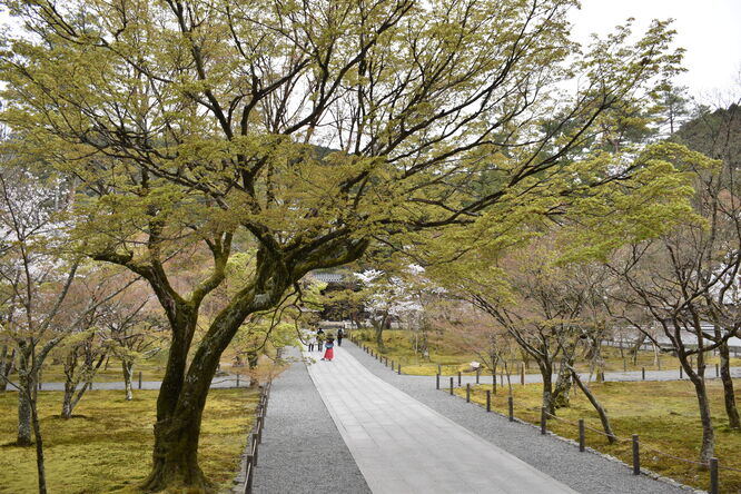 春の南禅寺_境内